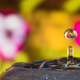 Illustration for article titled Shooting Challenge: Water Drop Gallery Part 3